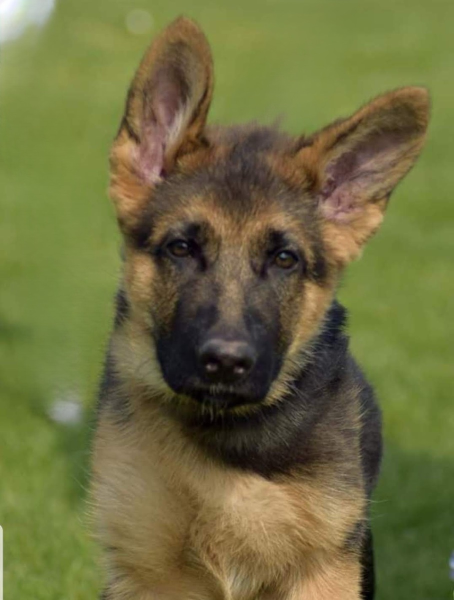 Pieternels eigen Duitse herder als pup