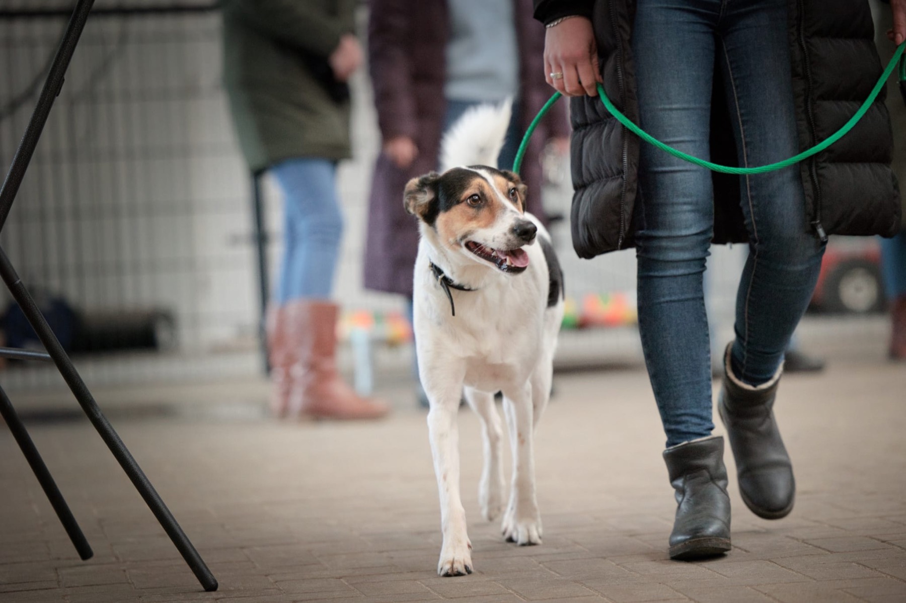 Pieternel laat een blije hond aan een losse, groene lijn meelopen