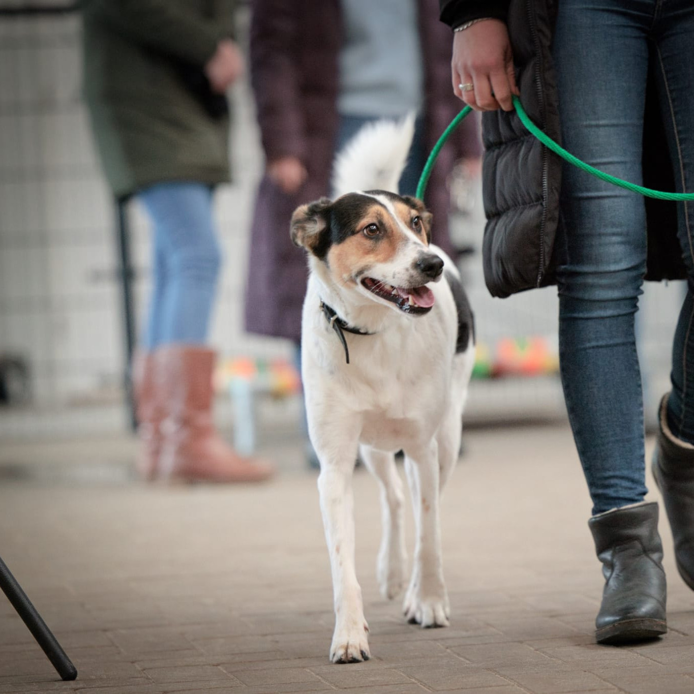 Hond die rustig aan de lijn meeloopt