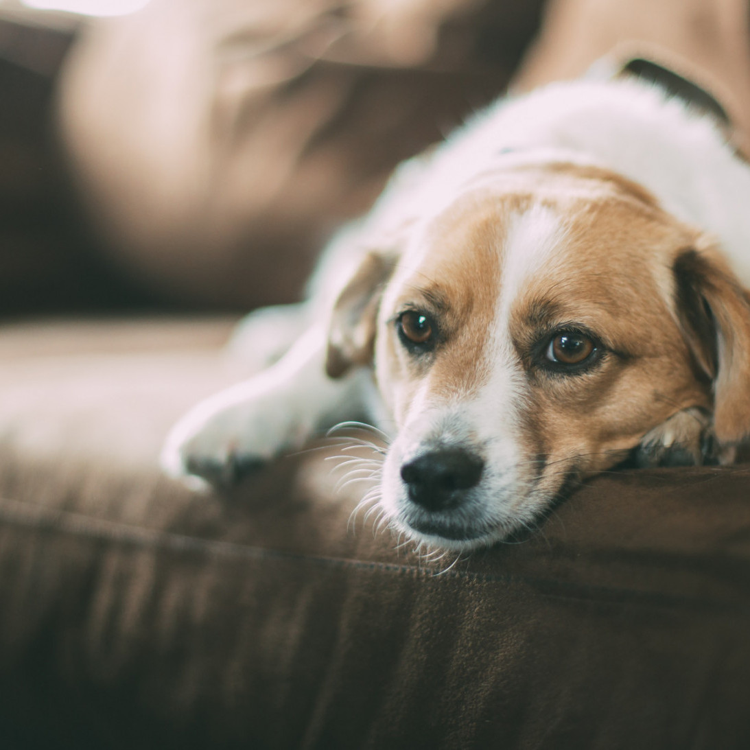 Rustige hond die ontspannen ligt