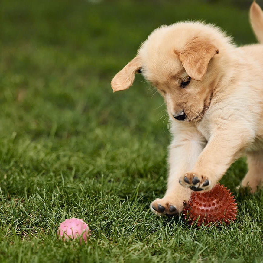 Puppy die speelt in het gras